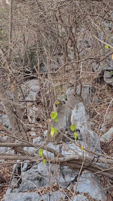 Long-tailed Macaque on tree in forest. Stock Footage 332233979