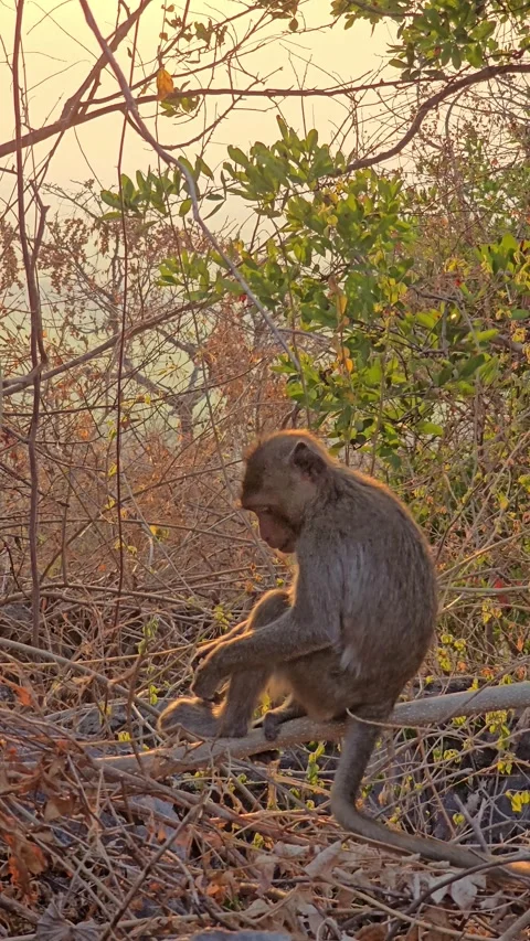 Long-tailed Macaque on tree in forest. Stock Footage 332233983
