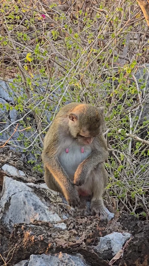 Long-tailed Macaque on tree in forest. Video stock 332233995