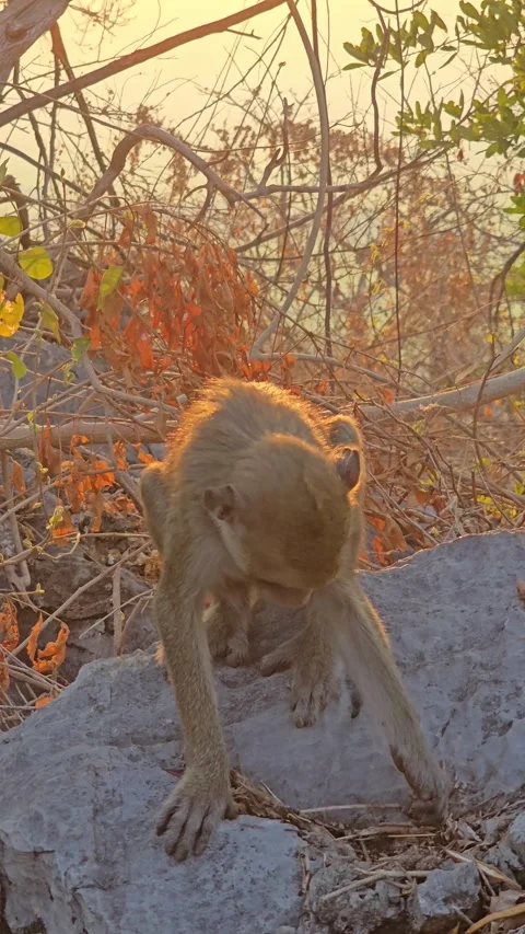 Long-tailed Macaque on tree in forest. Stock Footage 332233998