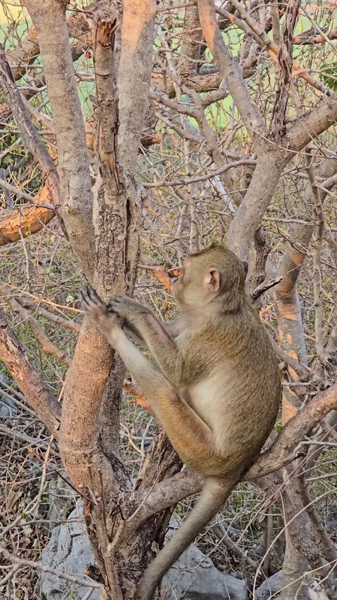 Long-tailed Macaque on tree in forest. Stock Footage 332234005