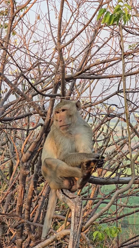 Long-tailed Macaque on tree in forest. 스톡 동영상 332234009