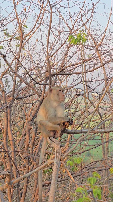 Long-tailed Macaque on tree in forest. 動画素材 332234020