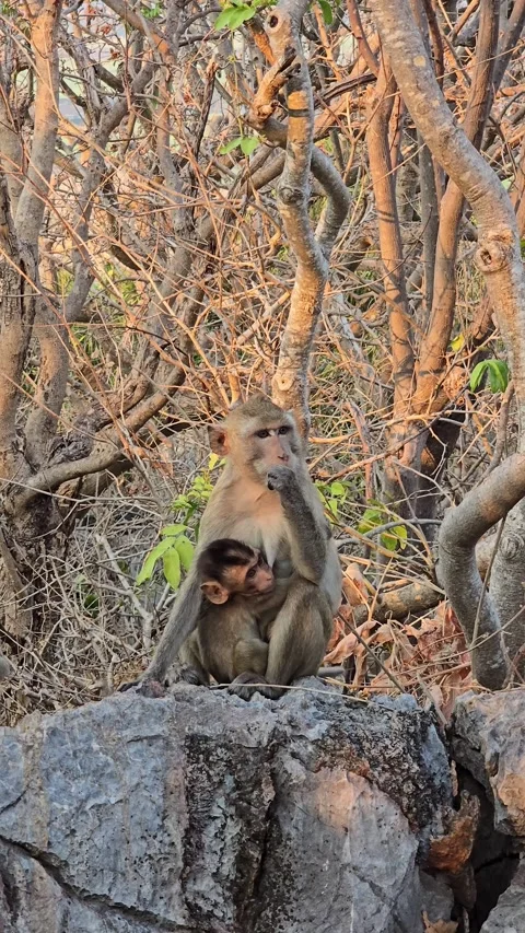 Long-tailed Macaque on tree in forest. Stock Footage 332234025