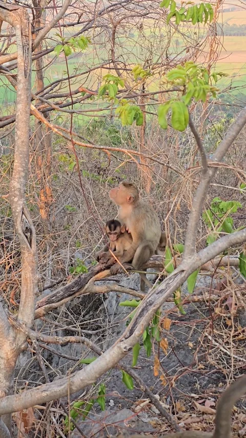 Long-tailed Macaque on tree in forest. Stock Footage 332234037