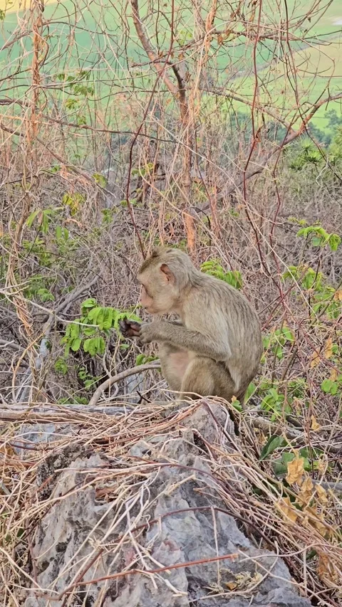 Long-tailed Macaque on tree in forest. Stock Footage 332234038