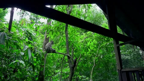 Long-tailed Macaque in a tree in the Jungle, Thailand. Stock Footage 153527137