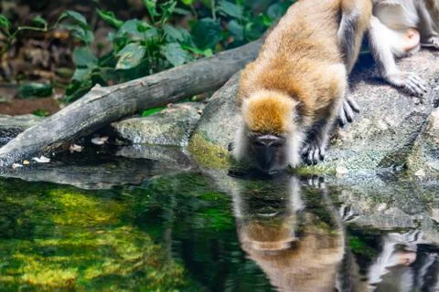 Long tailed macaque while drinking water on a river Foto stock