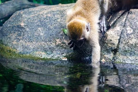Long tailed macaque while drinking water on a river Stock Photos