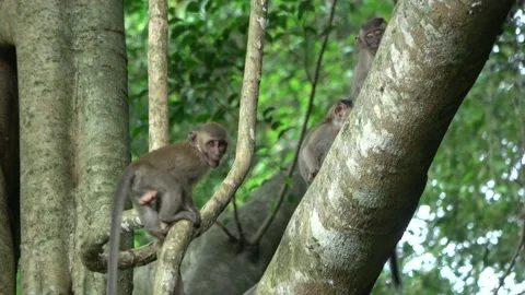 Long-tailed Macaques babies, Malaysia Stock Footage 145339540