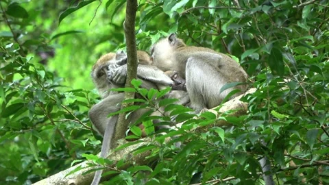 Long-tailed Macaques babies, Malaysia Stock Footage 145339841