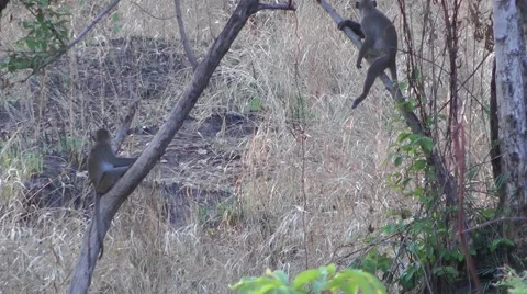 Long-tailed macaques, Cambodia Stockbeeldmateriaal 64802950