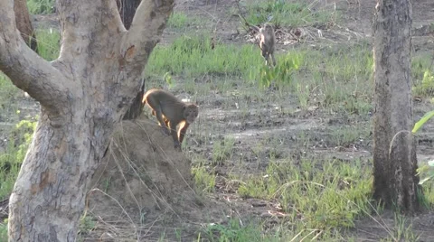 Long-tailed macaques, Cambodia Vidéo 64856384