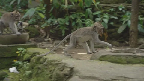 Long-Tailed Macaques Exploring Ubud Sacred Monkey Forest Sanctuary in Bali Stock Footage 348759851