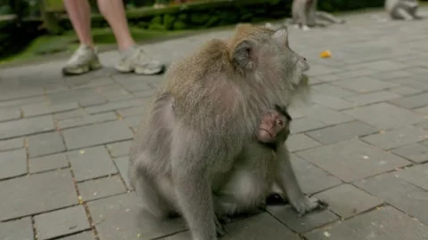 Long-Tailed Macaques Grooming Each Other in Ubud Monkey Forest Stock Footage 313970674
