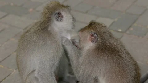 Long-Tailed Macaques Grooming Each Other in Ubud Monkey Forest Stock Footage 313970675