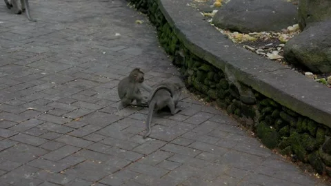 Long-Tailed Macaques Grooming Each Other in Ubud Monkey Forest Stock Footage 313970677