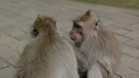 Long-Tailed Macaques Grooming Each Other in Ubud Monkey Forest Stock Footage 313970680