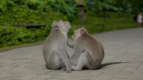 Long-Tailed Macaques Grooming Each Other in Ubud Monkey Forest Stock Footage 313970681