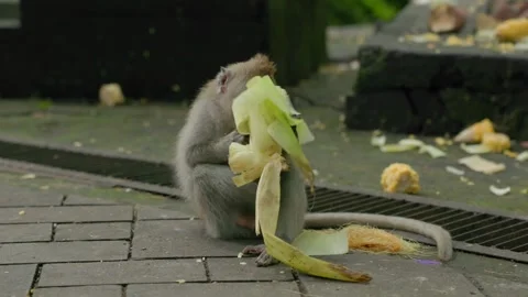 Long-Tailed Macaques Grooming Each Other in Ubud Monkey Forest Stock Footage 313970685