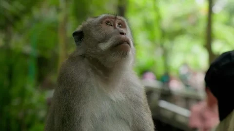 Long-Tailed Macaques Grooming Each Other in Ubud Monkey Forest Stock Footage 313970689