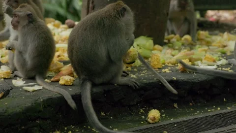 Long-Tailed Macaques Grooming Each Other in Ubud Monkey Forest Stock Footage 313970690