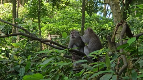Long-tailed Macaques Grooming in Sacred Monkey Forest, Ubud Stock Footage 340317760