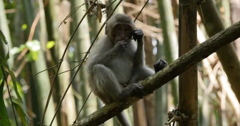 Long-tailed-Macaques-khao Sok Stockbeeldmateriaal 249822419