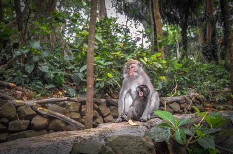 Long-tailed macaques (macaca fascicularis) in sacred monkey forest, bali ubud Stock Photos