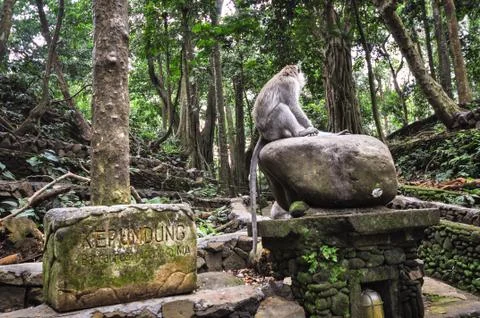 Long-tailed macaques (macaca fascicularis) in forest, bali ubud Stock Photos