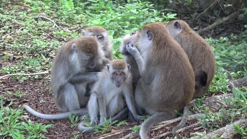 Long tailed macaques, Malaysia Stock Footage 113218774