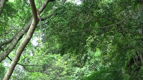 Long-tailed Macaques, Malaysia Stock Footage 145339532