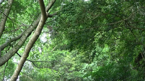 Long-tailed Macaques, Malaysia Stock Footage 145339554