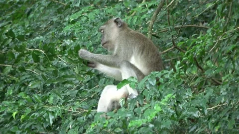 Long-tailed Macaques, Malaysia Stock-Footage 145339575