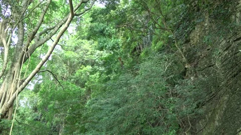Long-tailed Macaques, Malaysia Stock Footage 145339579