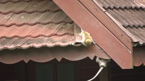 Long-tailed Macaques, Malaysia Stock Footage 303778404