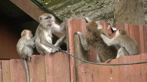 Long-tailed Macaques, Malaysia Stock Footage 303782667