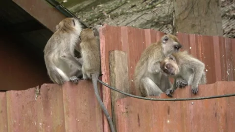 Long-tailed Macaques, Malaysia Stock Footage 303782813