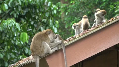 Long-tailed Macaques, Malaysia Stock Footage 303782829