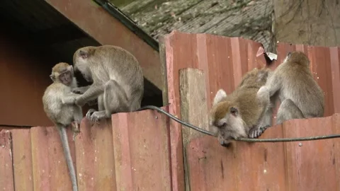 Long-tailed Macaques, Malaysia Stock Footage 303782833