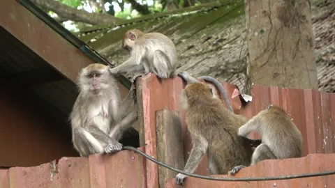 Long-tailed Macaques, Malaysia Stock Footage 303782836