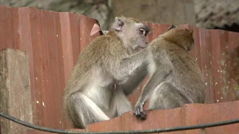 Long-tailed Macaques, Malaysia Stock Footage 303783152