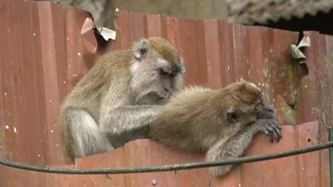 Long-tailed Macaques, Malaysia Stock Footage 303783199