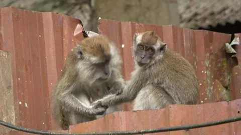 Long-tailed Macaques, Malaysia Stock Footage 303783208