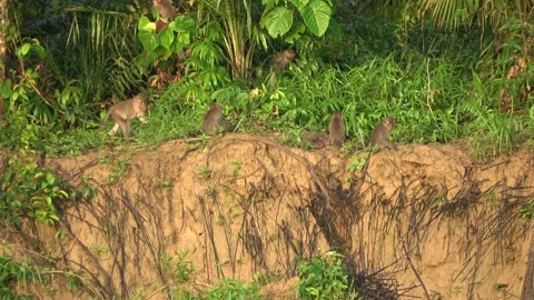 Long Tailed Macaques, Malaysia Stock-Footage 311771001