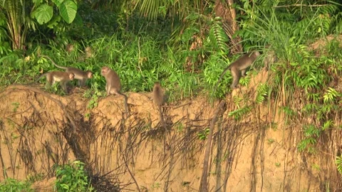 Long Tailed Macaques, Malaysia Stock Footage 311771030