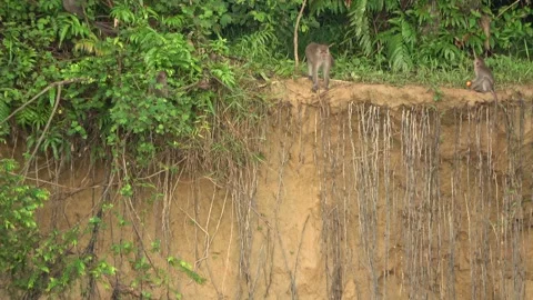 Long Tailed Macaques, Malaysia Stock Footage 311771045