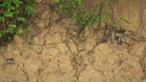 Long Tailed Macaques, Malaysia Stock Footage 311771046