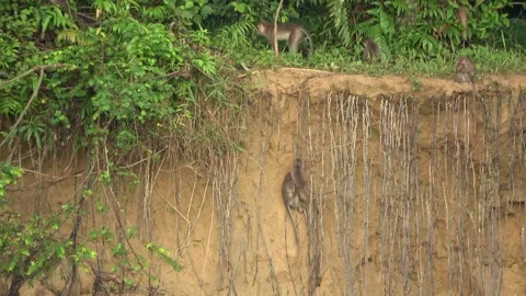 Long Tailed Macaques, Malaysia Stock Footage 311771106