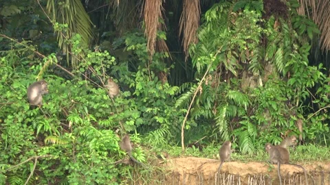 Long Tailed Macaques, Malaysia Stock Footage 311771205